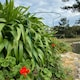image 2 of Garden Plant Support Connecting Interlocking Metal Hoops (52cm x 90cm) - Pack of 8