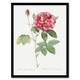 image 1 of French Rose Illustration Redoute Vintage Framed Wall Art Print 12X16"
