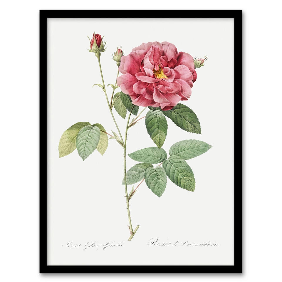 image 1 of French Rose Illustration Redoute Vintage Framed Wall Art Print 12X16"