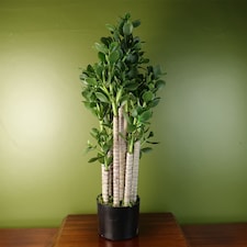 Artificial Large Plant Shrub Green Jade 75cm Tall Botanik | Green | 2ft