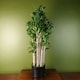 image 1 of Artificial Large Plant Shrub Green Jade 75cm Tall Botanik | Green | 2ft
