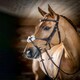 image 4 of LeMieux Grackle Bridle Black | Cob