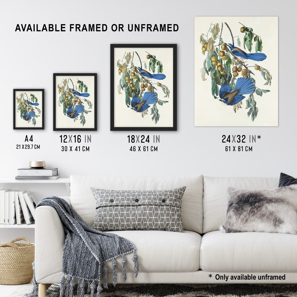 image 1 of Florida Jay and Persimmon Tree Audubon Nature Framed Wall Art Print 12X16"