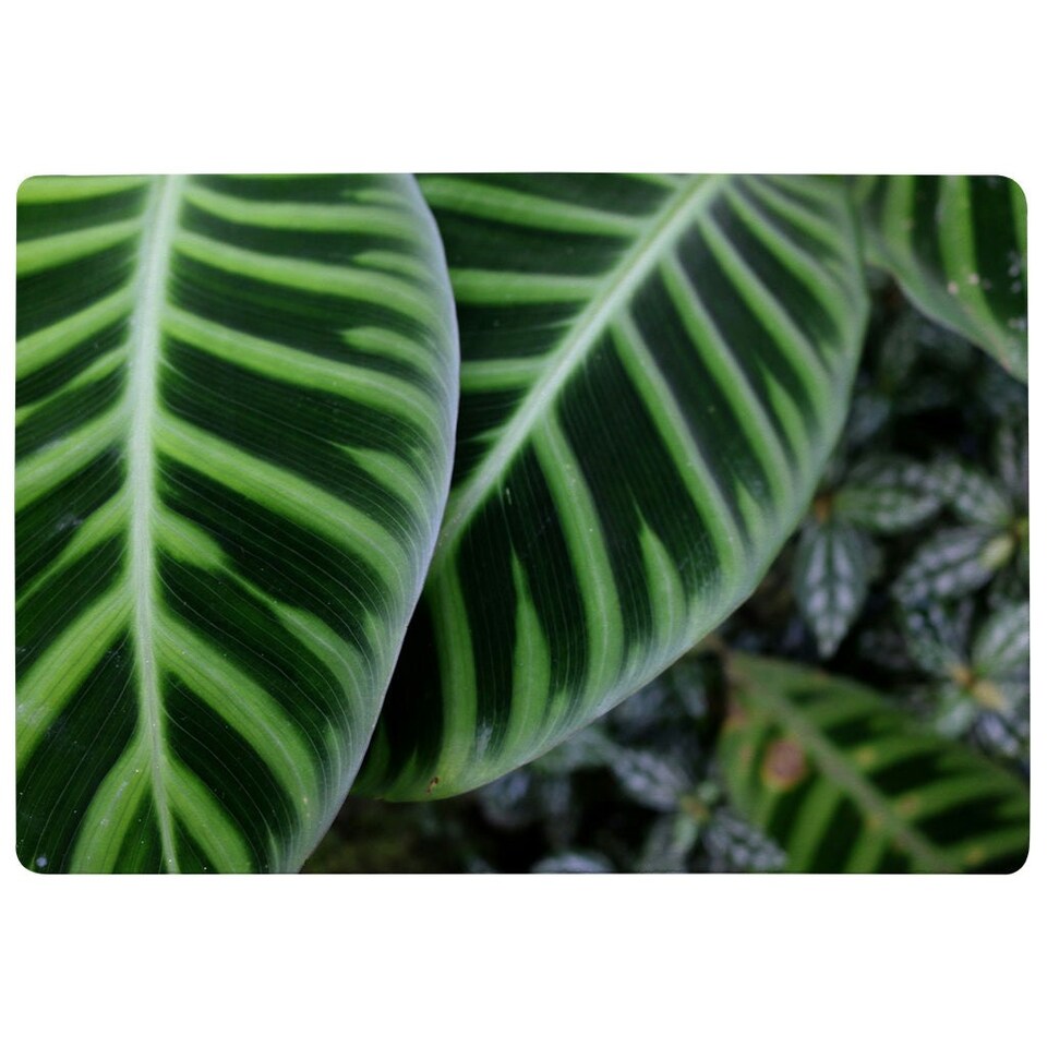 image 1 of Green leaves with white and yellow structure in exotic jungle setting (Rug) Green | L