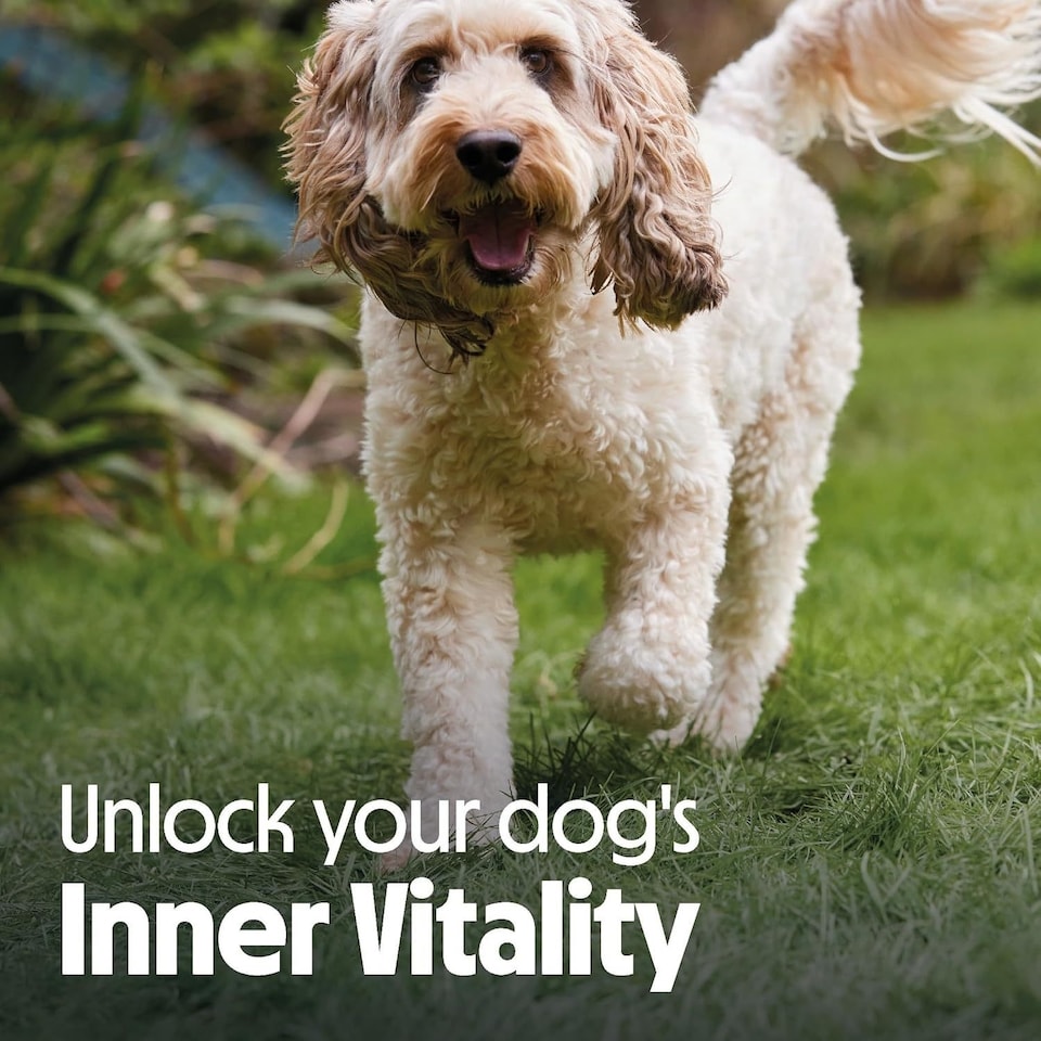 image 1 of 33 x 150g Tails.com Inner Vitality Grain-Free Adult Wet Dog Food Trays Beef