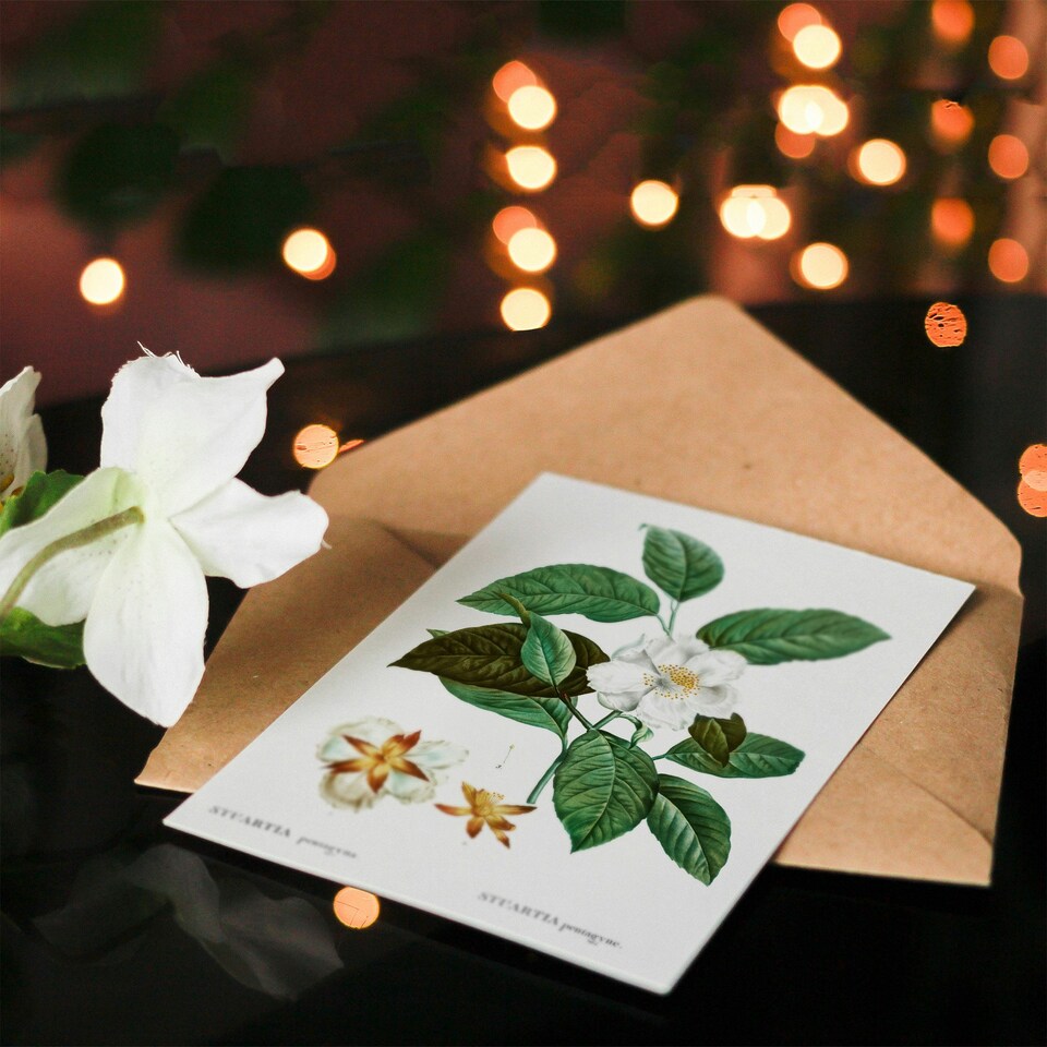 image 1 of Pierre-Joseph Redouté Art Card Mountain Camellia Flower