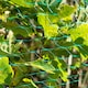 image 2 of KCT 4 x 5m Garden Pond Protective Netting