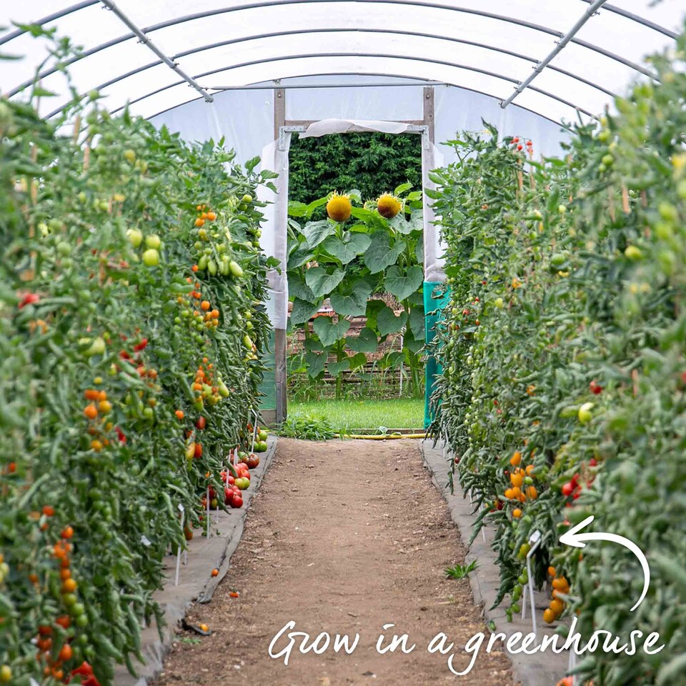 image 1 of Marshalls Garden Tomato Seeds Corazon F1 (Oxheart Beefsteak) 5 Seeds | Green | Green, Red
