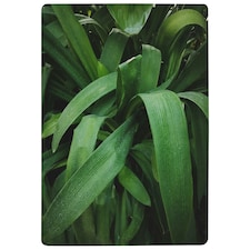 Tropical leaves closeup, Greenhouse, Atmospheric background, Selective focus (Rug) Green | XL