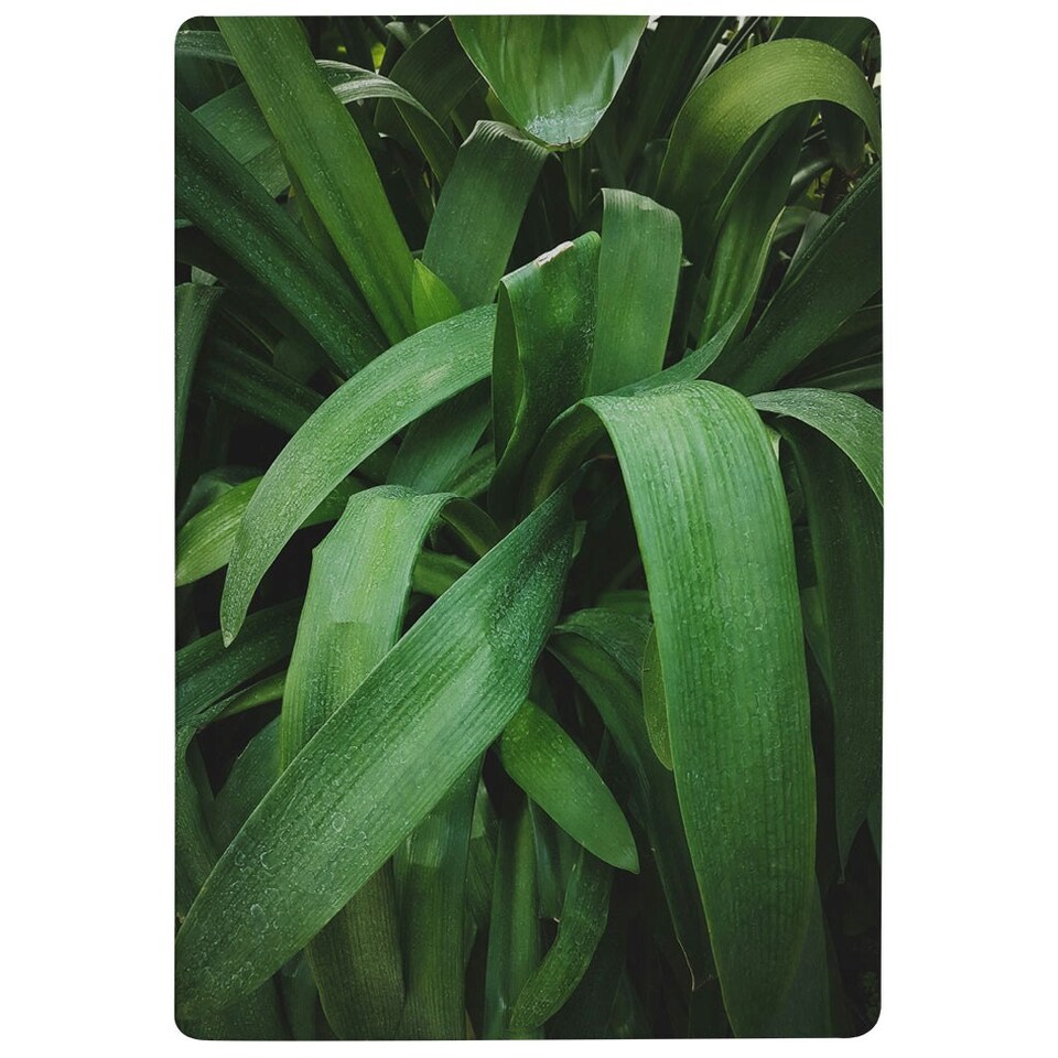 image 1 of Tropical leaves closeup, Greenhouse, Atmospheric background, Selective focus (Rug) Green | XL