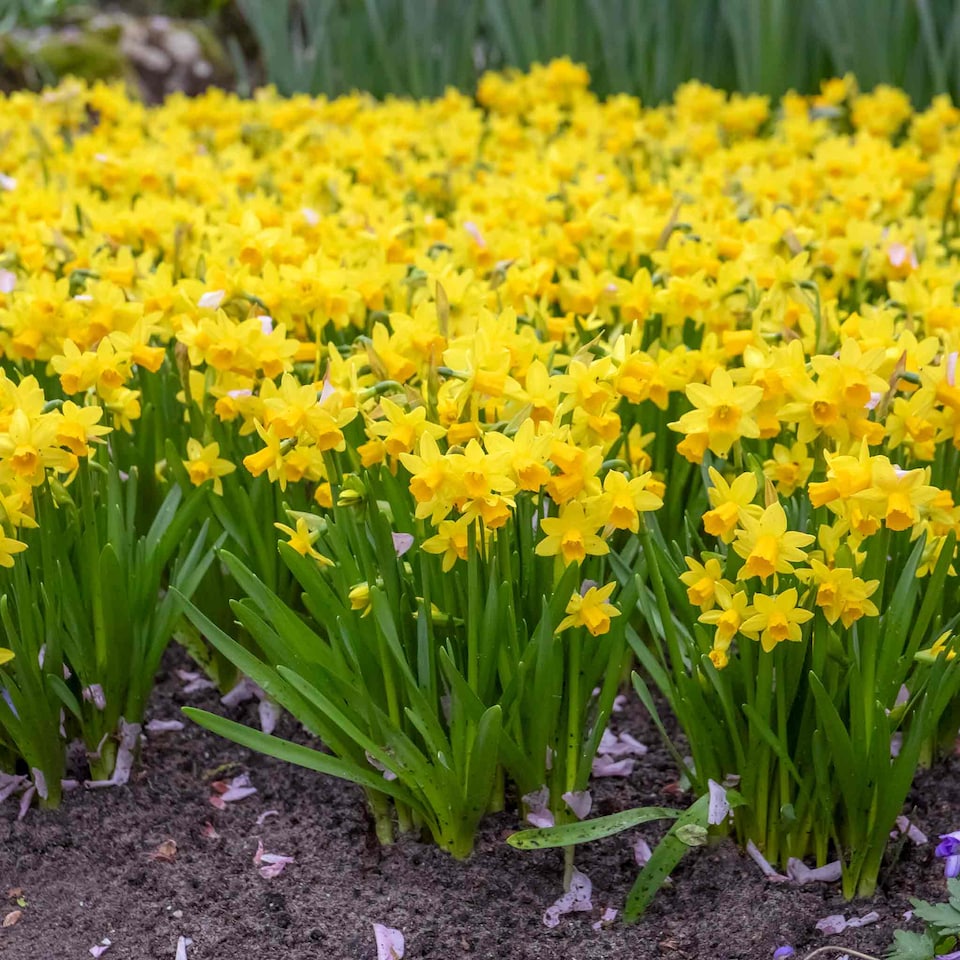 image 1 of Marshalls Garden Dwarf Daffodil Bulbs 'Tete a Tete' 100 bulbs