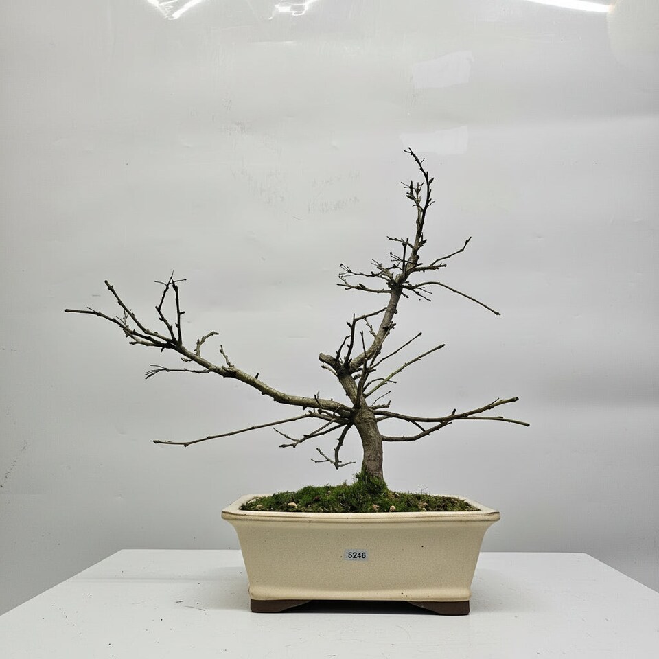 image 1 of Yorkshire Bonsai Photinia Villosa (Christmas Berry) Bonsai Tree Shaped In 25cm Pot