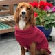 image 5 of HugglePets Legacy Cable Knit Dog Jumper | Red | L