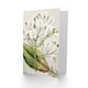 image 2 of Sarah Featon Art Card New Zealand Brachyglottis Hectorii Daisies