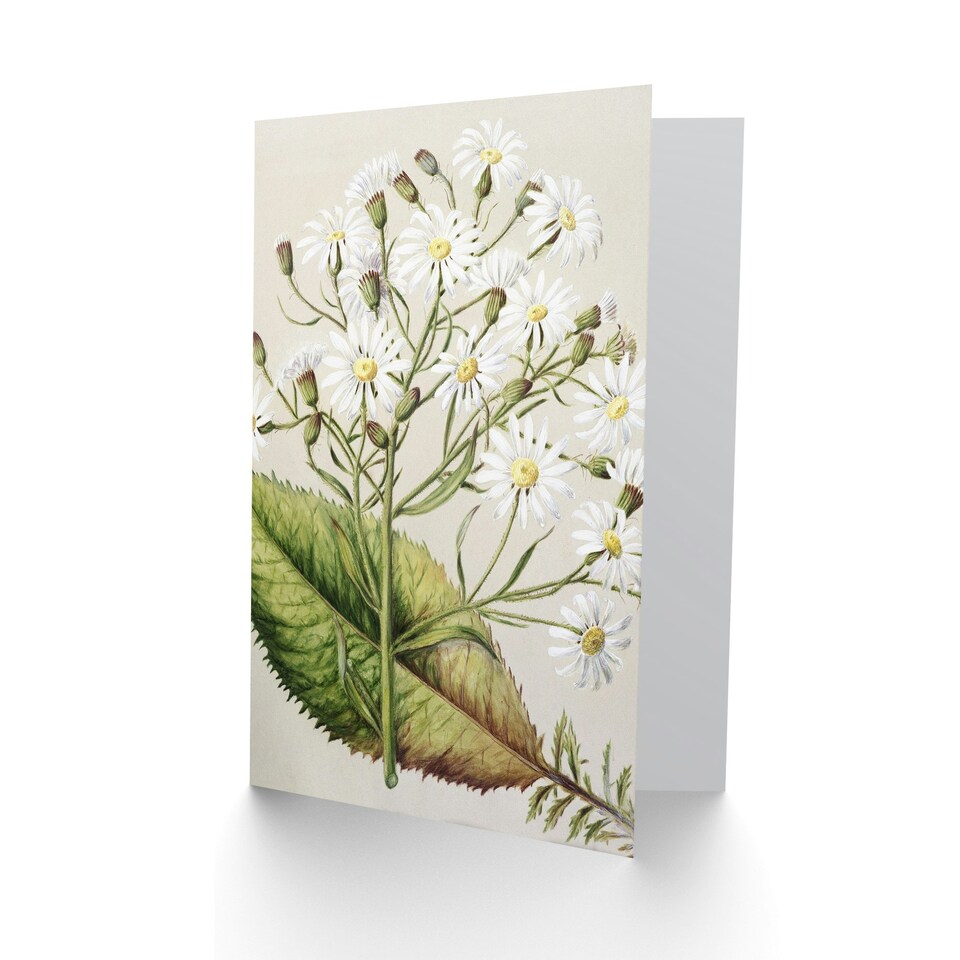 image 1 of Sarah Featon Art Card New Zealand Brachyglottis Hectorii Daisies
