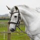 image 1 of Rhinegold Anatomical Cavesson Bridle Black | Size: Full
Colour: Black