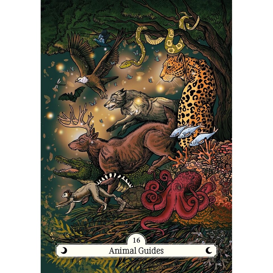 image 1 of Something Different The Witch's Way Home Oracle Cards | Multi | Multicoloured | 1