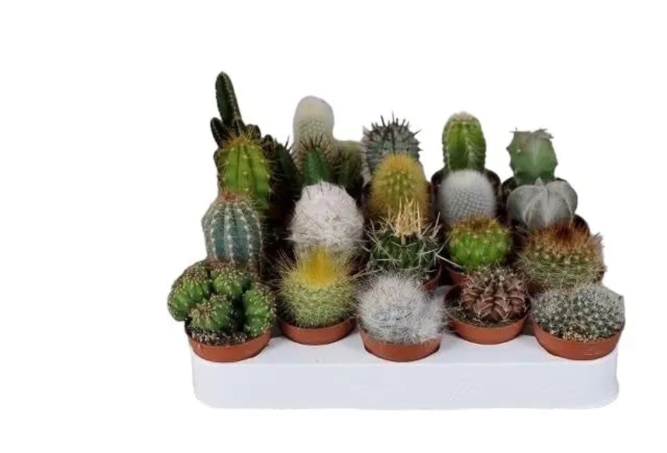 10 x Mixed Cactus Plants in 5.5cm Pots Easy-Care Indoor Succulents