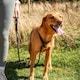 image 2 of Mountain Paws Dog Slip Lead