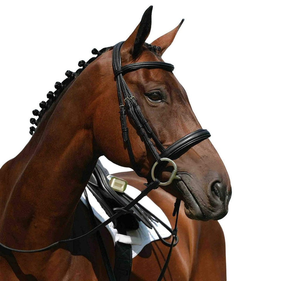 Collegiate Syntovia+ Padded Raised Cavesson Bridle - Black - Cob