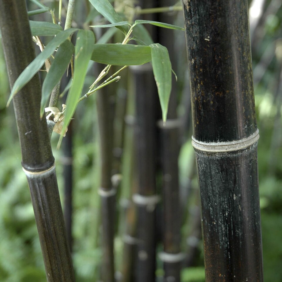 image 1 of YouGarden Black Bamboo, Established Garden Plant, Phyllostachys in 3L Pot, 50-80cm Tall Plant, Ready to Plant Out