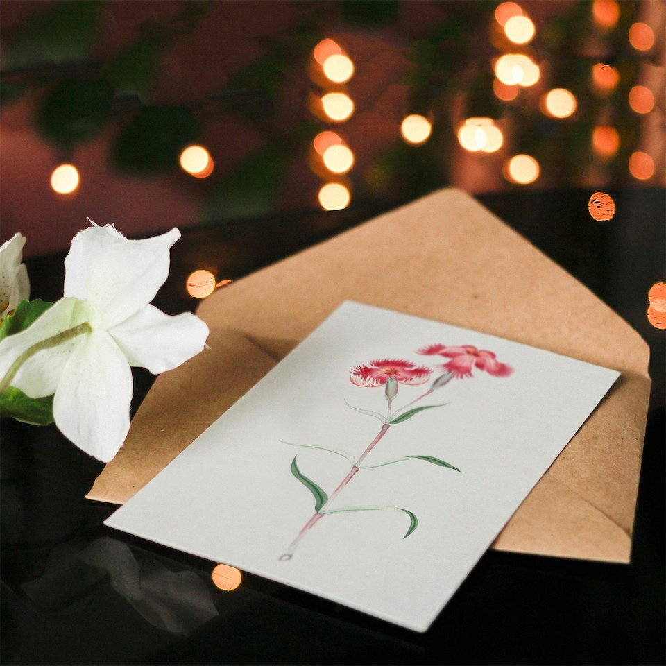 image 1 of Vintage Japanese Botanical Art Card Nadeshiko Flower