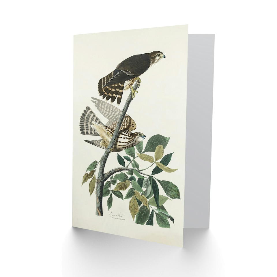 image 1 of John James Audubon Art Card Birds of America Pigeon Hawk