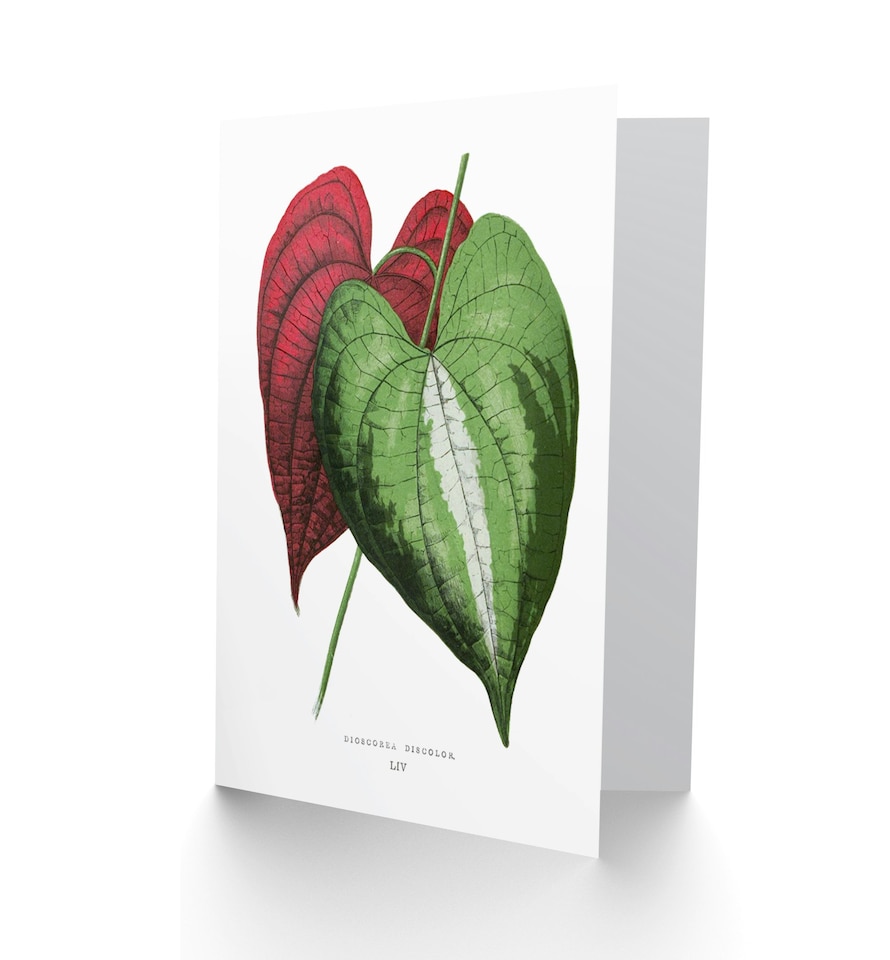 image 1 of Leaf Dioscorea Discolor Art Blank Just to Say Card