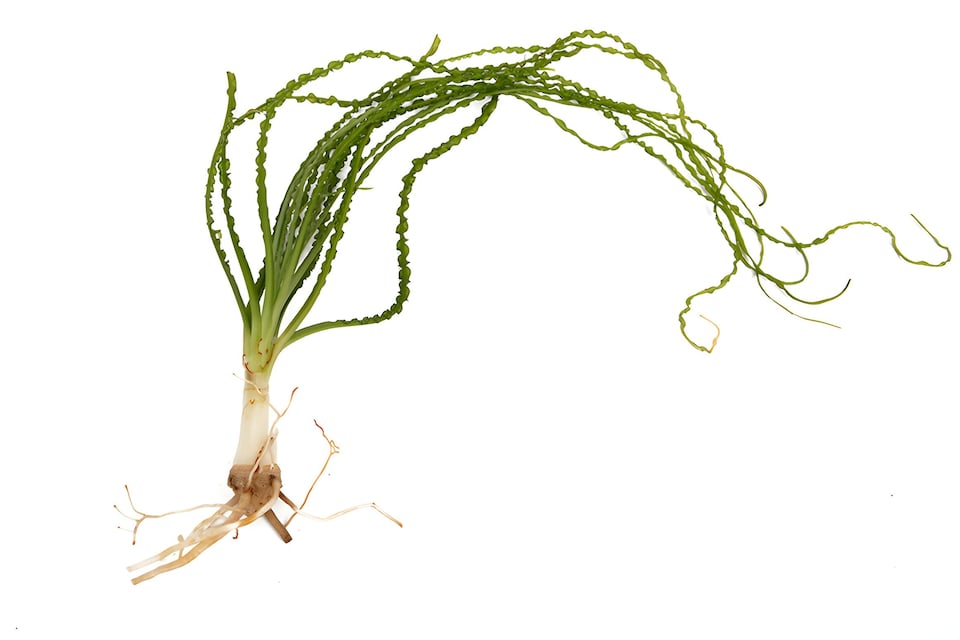 image 1 of Onion Plant (Crinum calamistratum) - Live Aquarium Plant for Midground Planting, No CO2 Needed - Fish Tank Plant