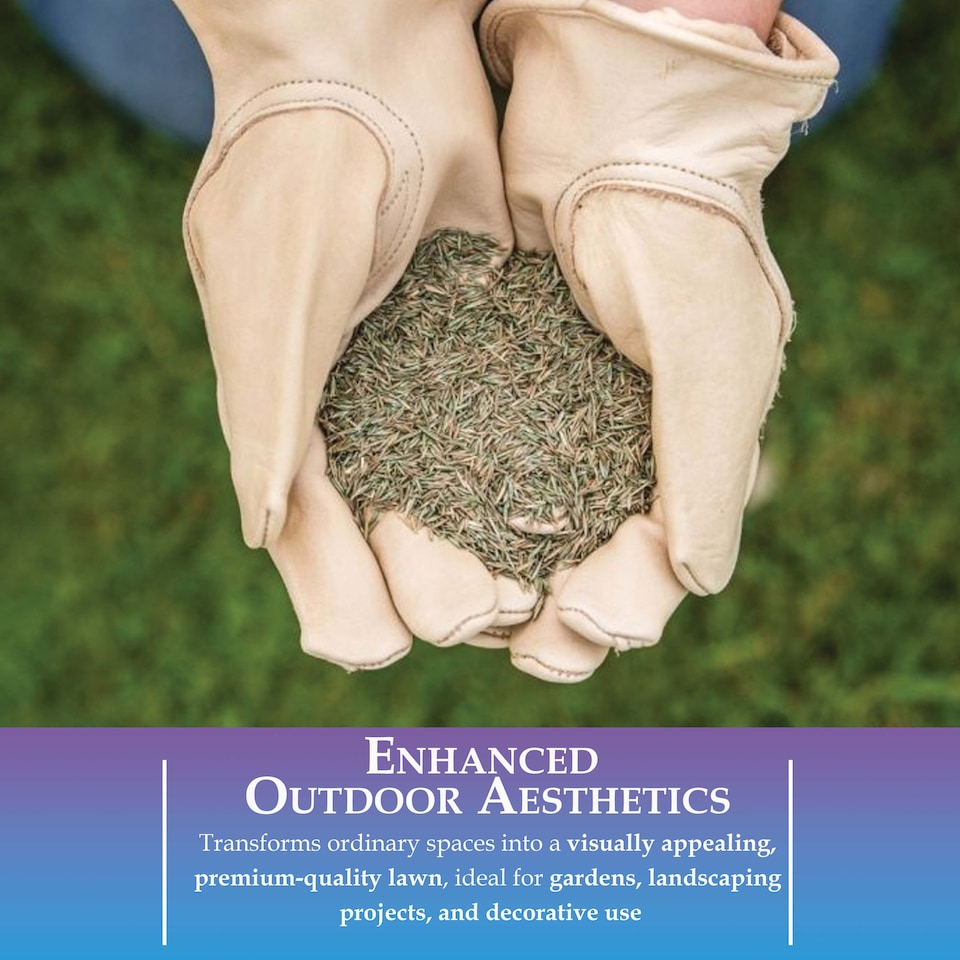image 1 of Westland Gro-Sure Fine & Luxurious Lawn Seed 100 square Metre Bag Fine Bladed Grass Seed for Thick Soft Green Lawn New or Patch Repair