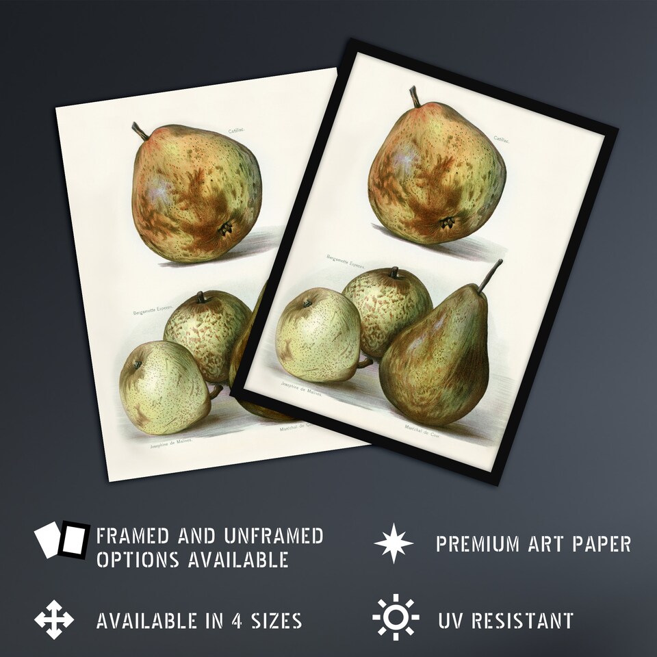 image 1 of Pear Varieties Vintage Fruit Illustration Wright Wall Art Poster Print 12X16"