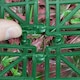 image 4 of Primrose Red Acer Artificial Hedge Garden Patio Panels 50cm x 50cm Set of 2