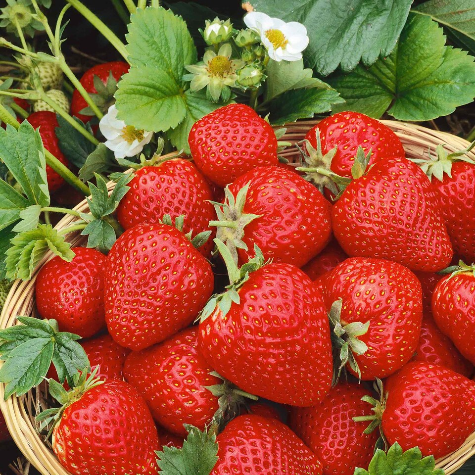 image 1 of Marshalls Garden Strawberry Long-Cropping 3-Variety Collection Early to Autumn 30 bare root