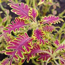 Coleus Skeletal Jumbo Plugs - Unique Fishbone Magenta & Lime Foliage - Thompson & Morgan