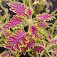 image 1 of Coleus Skeletal Jumbo Plugs - Unique Fishbone Magenta & Lime Foliage - Thompson & Morgan