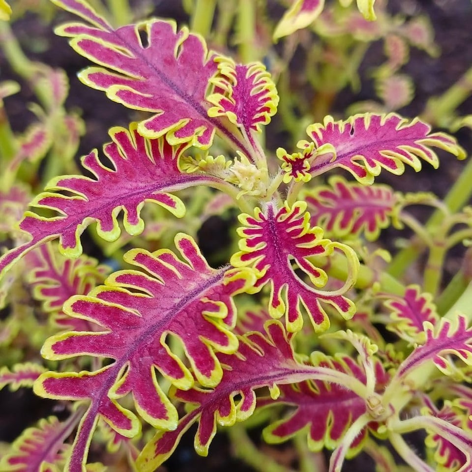 image 1 of Coleus Skeletal Jumbo Plugs - Unique Fishbone Magenta & Lime Foliage - Thompson & Morgan