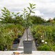 image 4 of Marshalls Garden Malus x floribunda Dwarf Crab Apple 5L (M9) | Multi | Pale Pink | 5 Litre Tree