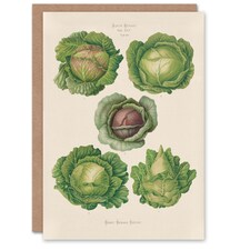Ernst Benary Art Card Cabbage Varieties Vintage Botanical