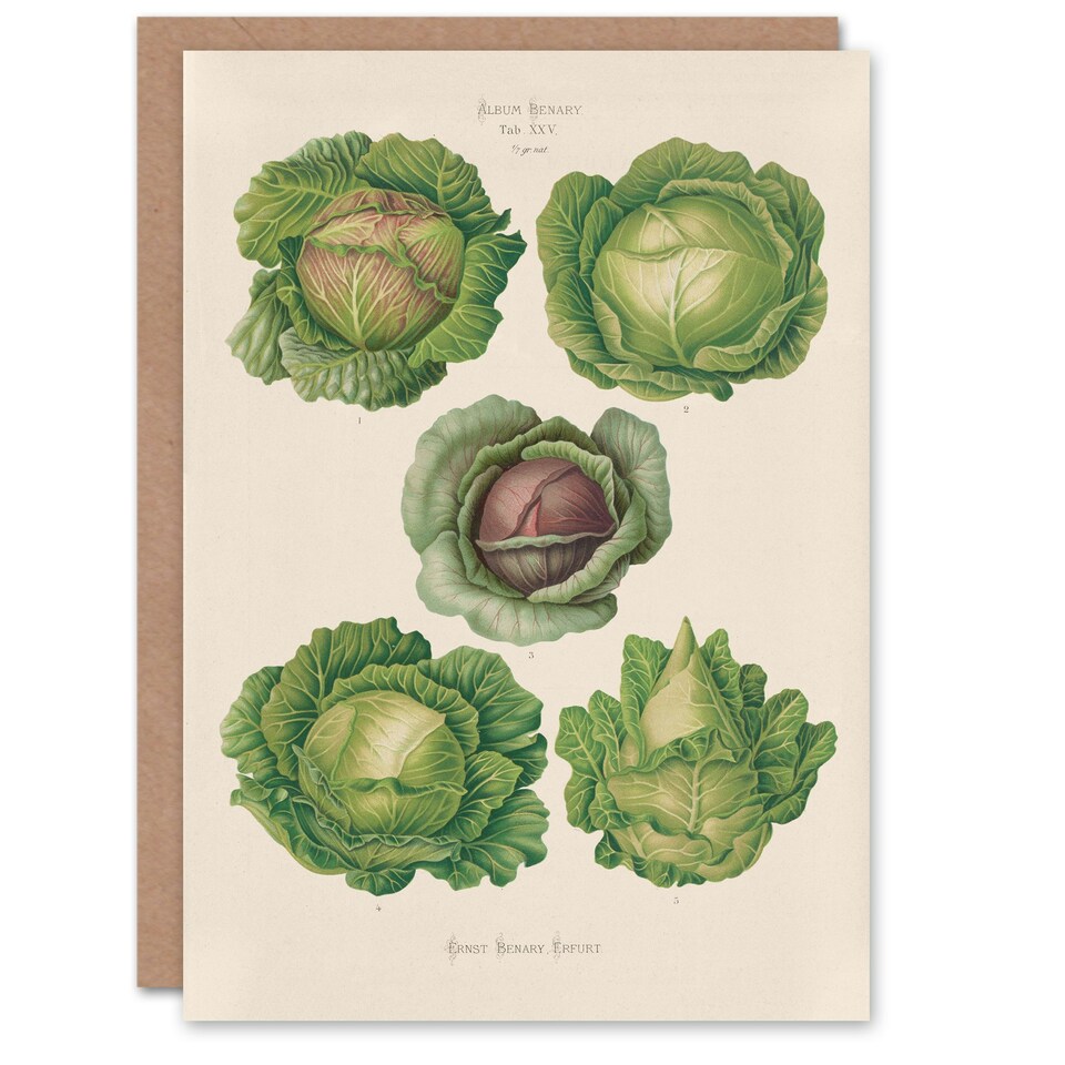 image 1 of Ernst Benary Art Card Cabbage Varieties Vintage Botanical