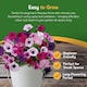 image 4 of Pronto Seed Petunia Grow Your Own Kit with Decorative Bucket Planter - Colourama Mix | Multi | Petunia Bucket | 1
