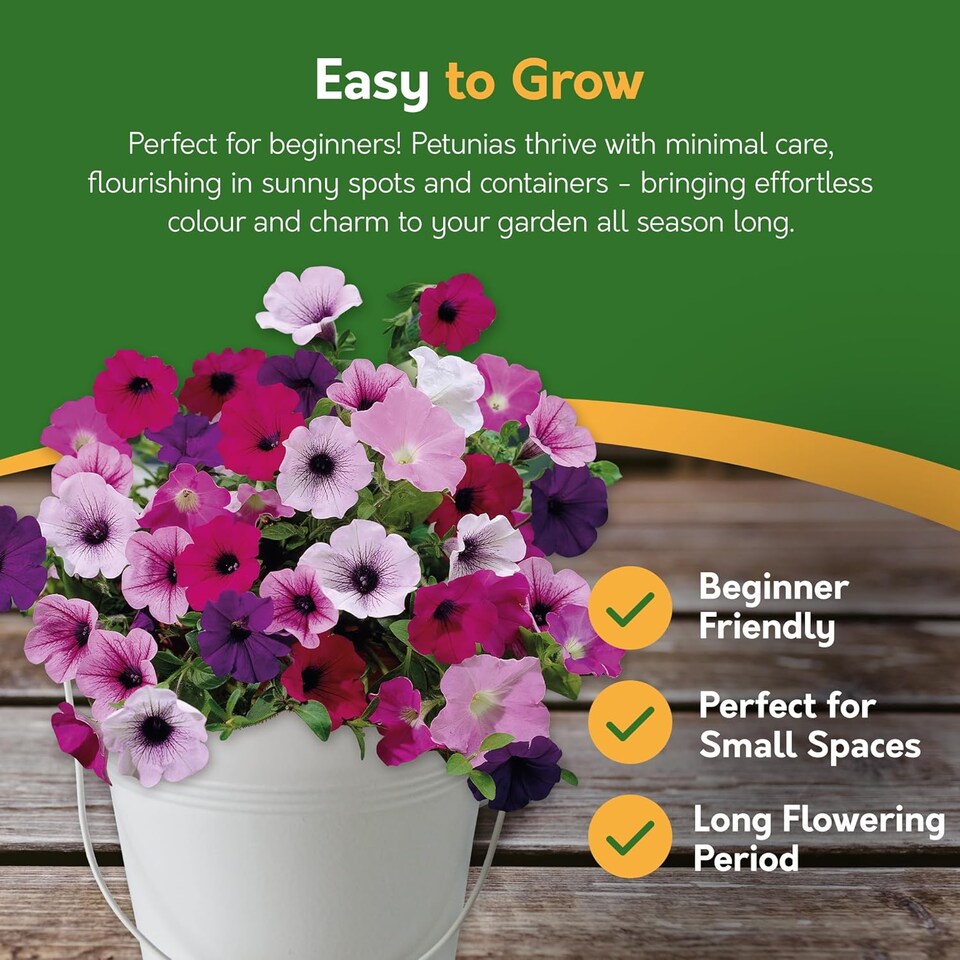image 1 of Pronto Seed Petunia Grow Your Own Kit with Decorative Bucket Planter - Colourama Mix | Multi | Petunia Bucket | 1