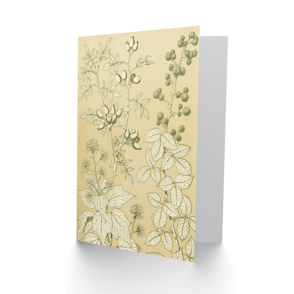 image 1 of Owen Jones Art Card Wild Rose Ivy Blackberry Vintage Botanical