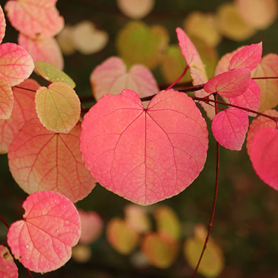 image 1 of Toffee AppleTree Cercidiphyllum japonicum 'Katsura' 3L
