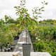 image 6 of Marshalls Garden Patio Plum 'Opal' - Fan-trained, Self-fertile, Heavy-cropping | Multi | Green
