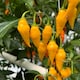 image 2 of Biquinho Yellow Chilli Pepper Seeds - Mild Fruity Brazilian Variety - Pickling Garnishing Cooking - Thompson & Morgan