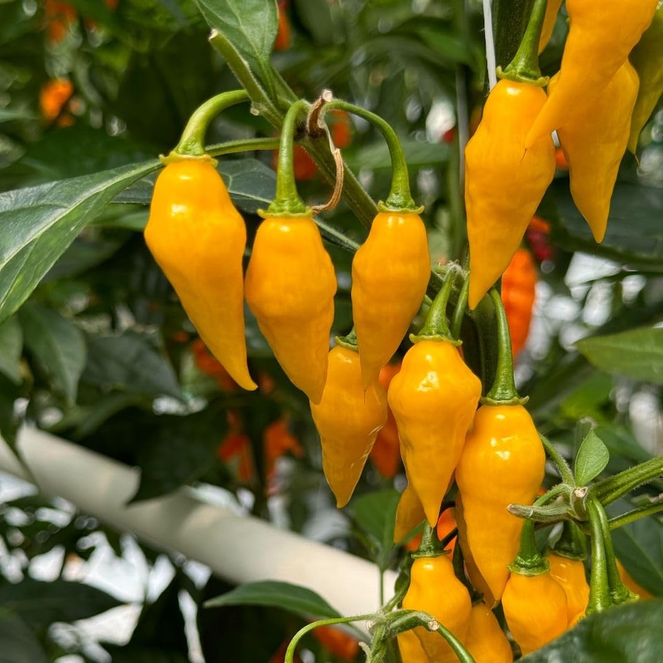 image 1 of Biquinho Yellow Chilli Pepper Seeds - Mild Fruity Brazilian Variety - Pickling Garnishing Cooking - Thompson & Morgan