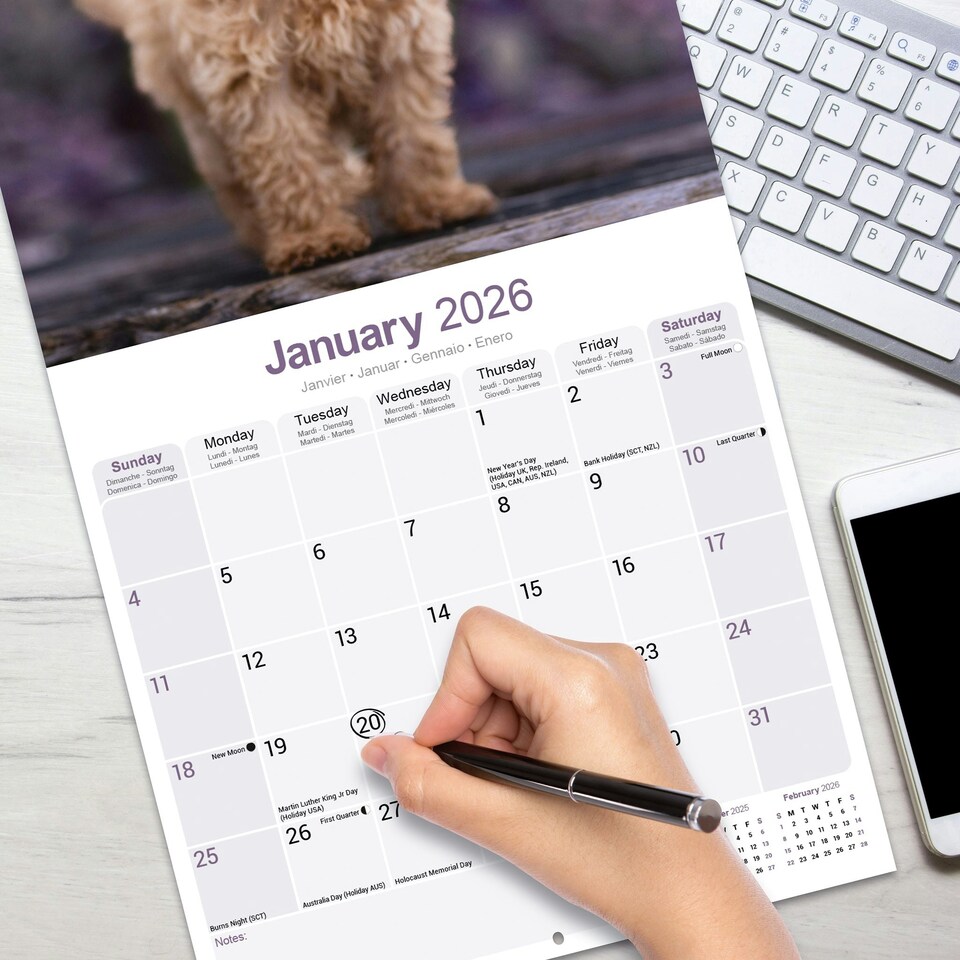image 1 of Toy & Miniature Poodle 2026 Calendar | Square Wall Calendar | Dog Breed Gift | Plastic Free Packaging | by Avonside Publishing