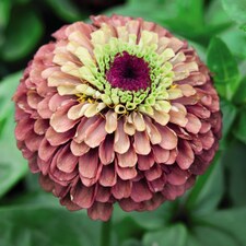 Zinnia elegans Queen Red Lime 1 Seed Packet