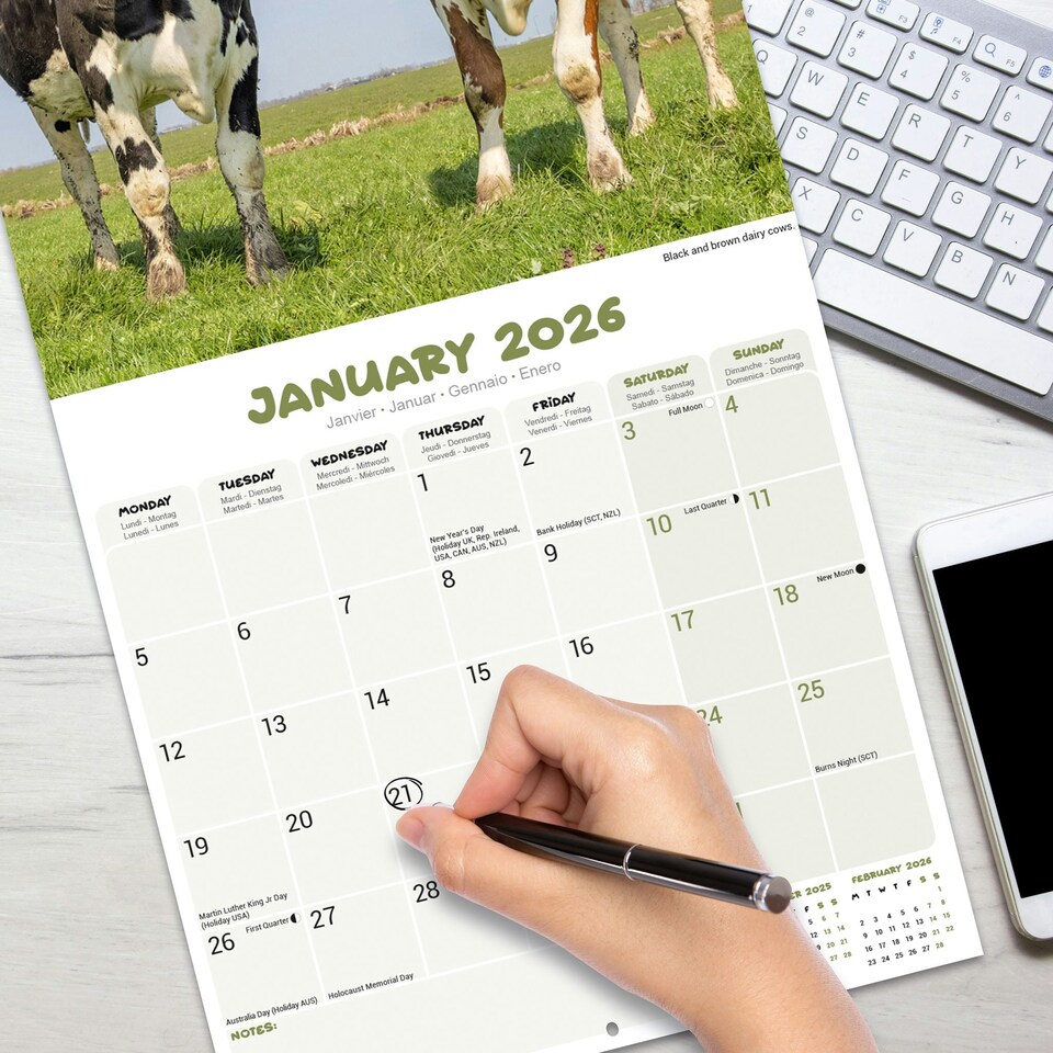 image 1 of Cows 2026 Calendar | Square Wall Calendar | Farm Animal Gift | Plastic Free Packaging | by Avonside Publishing