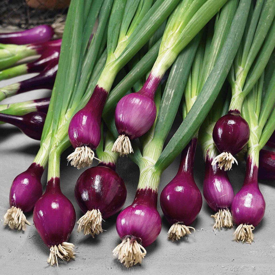 image 1 of Marshalls Garden Spring Red Onion Seeds 'Lilia' 500 seeds